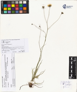 Hieracium porrifolium L.