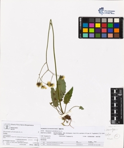 Hieracium sylvaticum (L.) L.