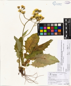 Hieracium murorum L.