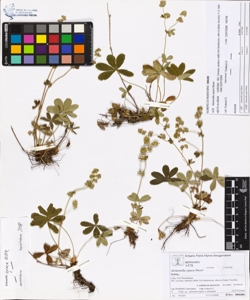 Alchemilla opaca Buser