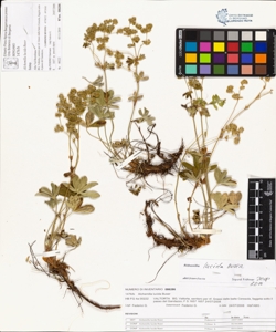 Alchemilla lucida Buser