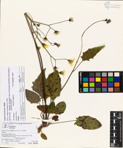 Hieracium tenuiflorum (A.-T.) Zahn