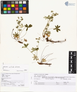 Alchemilla nitida Buser
