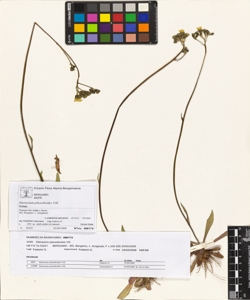 Hieracium piloselloides Vill.