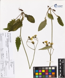Hieracium sylvaticum (L.) L.
