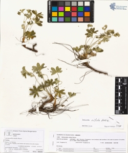 Alchemilla nitida Buser