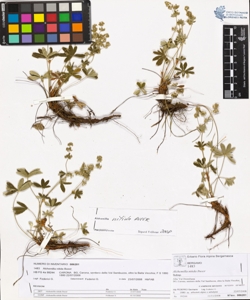 Alchemilla nitida Buser