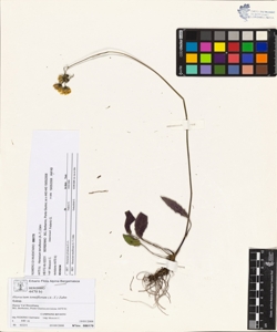 Hieracium tenuiflorum (A.-T.) Zahn