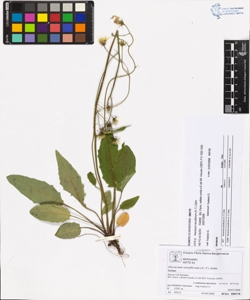 Hieracium tenuiflorum (A.-T.) Zahn