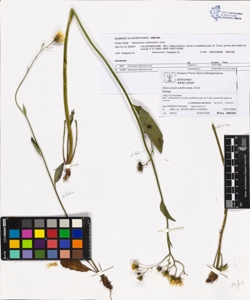 Hieracium umbrosum Jord.