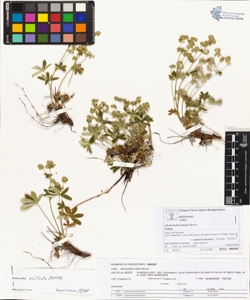 Alchemilla nitida Buser