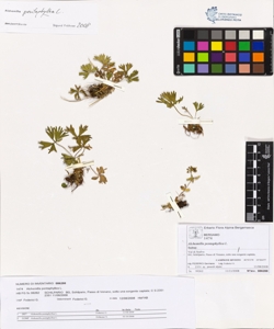 Alchemilla pentaphyllea L.