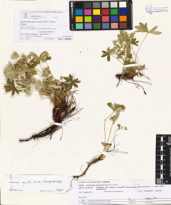 Alchemilla leptoclada (Buser.) Buser