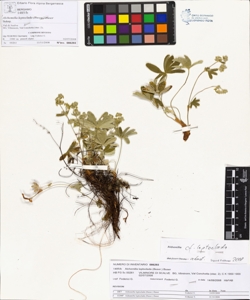 Alchemilla leptoclada (Buser.) Buser