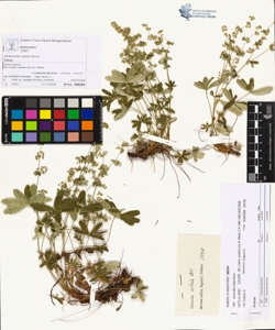 Alchemilla nitida Buser