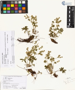 Alchemilla nitida Buser