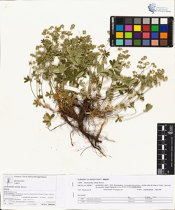 Alchemilla nitida Buser