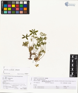 Alchemilla nitida Buser
