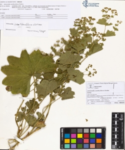 Alchemilla xanthochlora Rothm.