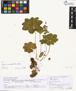 Alchemilla undulata Buser