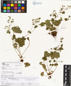 Alchemilla venosula Buser