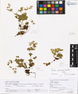 Alchemilla venosula Buser