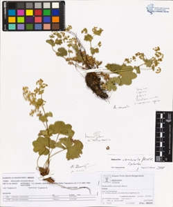 Alchemilla venosula Buser