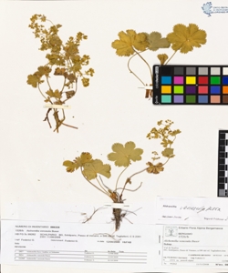 Alchemilla venosula Buser