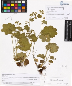 Alchemilla undulata Buser