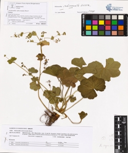 Alchemilla subcrenata Buser