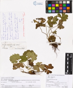 Alchemilla monticola Opiz