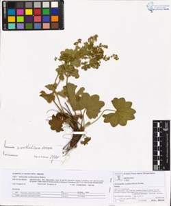 Alchemilla xanthochlora Rothm.