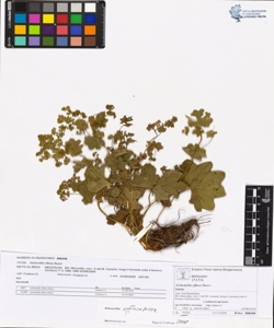 Alchemilla effusa Buser