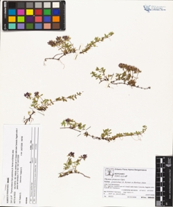 Thymus praecox Opiz subsp. polytrichus (A. Kerner ex Borbas) Jalas