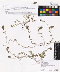 Thymus praecox Opiz subsp. polytrichus (A. Kerner ex Borbas) Jalas