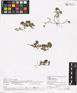 Thymus praecox Opiz subsp. polytrichus (A. Kerner ex Borbas) Jalas