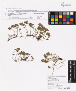 Thymus praecox Opiz subsp. polytrichus (A. Kerner ex Borbas) Jalas