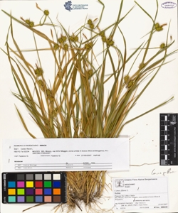 Carex flava L.