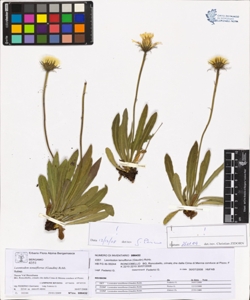Leontodon tenuiflorus (Gaudin) Rchb.