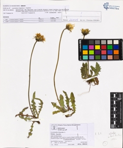 Leontodon hispidus L. subsp. hispidus
