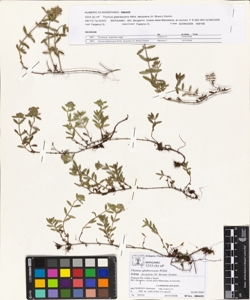 Thymus glabrescens Willd. subsp. decipiens (H. Braun) Domin