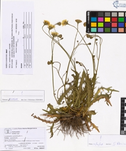 Leontodon autumnalis L. subsp. autumnalis