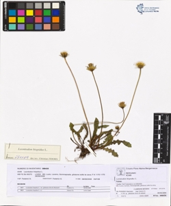 Leontodon hispidus L.