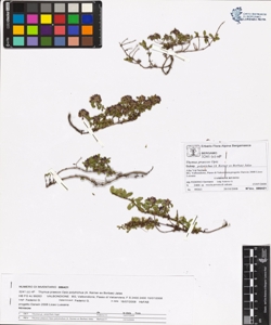 Thymus praecox Opiz subsp. polytrichus (A. Kerner ex Borbas) Jalas