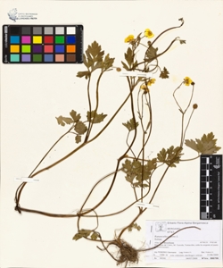 Ranunculus repens L.