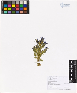 Gentiana utriculosa L.