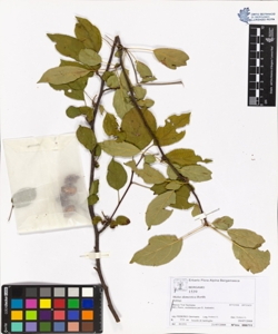 Malus domestica Borkh.