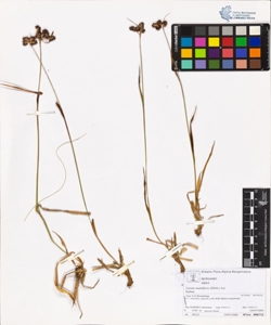 Luzula multiflora (Ehrh.) Lej.