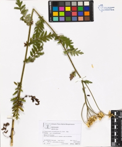 Tanacetum corymbosum (L.) Sch. - Bip. var corymbosum