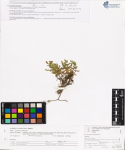 Cerastium latifolium L.